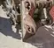 2019 FURUKAWA CW24III Compaction Attachment