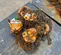 2018 KITO M3CB150-20-20SC Hoist