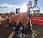 2021 Generac MLT6SMDS Portable Light Tower