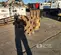 2020 Americ DC-36BLWP Compaction Attachment